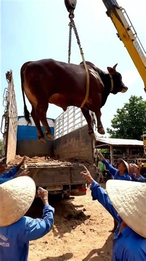 That's how they load a bull into a truck #bull #loading