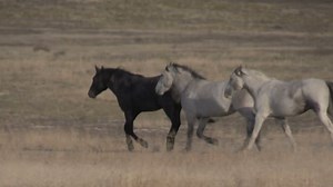 Wild Horses Utah Desert Stock Footage Video (100% Royalty-free) 31340806 | Shutterstock