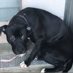 5.1K views · 343 reactions | UPDATE: RETURNED TO OWNER 01/23/2024...