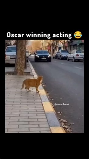 Meme Hacks on Instagram: "The post shows a ginger cat completely at ease on a city sidewalk, rolling onto its back, stretching out its legs, and rubbing against the pavement with no sense of urgency. The cat moves slowly and comfortably, clearly relaxed and enjoying the moment rather than reacting to its surroundings. As the cat continues its playful routine, a black Mercedes-Benz drives past at a cautious speed, steering around the scene without disrupting the cat's behavior. The cat briefly si