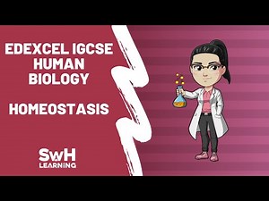 Homeostasis | Edexcel IGCSE Human Biology