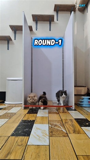 P-1498 ➡️ Kitten's High Jump Challenge 😺