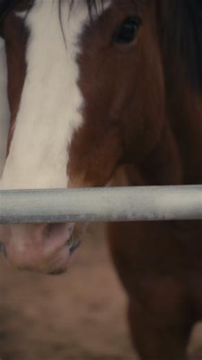 14K views · 1.1K reactions | Before they chase bad guys, they chase horse pies.  First lesson for agents during Horse Patrol training? Scoop poop or hoof it home. Once passing their basic assessment, agents need to learn to clean the stalls. While it may seem like a simple duty, it is actually a crucial part of the care for our horses. . . . #BorderPatrol #Immigration #HorsePatrol #SanDiego | US Border Patrol San Diego Sector | Facebook