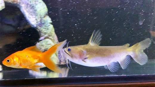 Blob Catfish Meets Goldfish – Hilarious Reaction