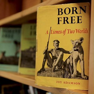 It’s World Book Day! We love reading at Born Free and there’s no prizes for guessing what our favourite book is – the Born Free trilogy by Joy Adamson – the inspiring true story of Elsa the lioness. Elsa is the inspiration for our charity and represents why we believe every individual wild animal counts. Check out some of our other favourite books in our online shop: https://shop.bornfree.org.uk/ | Born Free Foundation