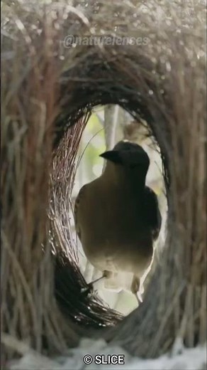 Bower Bird | Nature's Interior Designer