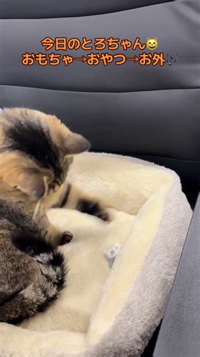 今日のとろちゃん😸🐾おもちゃ⇨おやつ⇨お外😸🎶#猫 #猫のいる暮らし #猫好きさんと繋がりたい #猫動画 #キジトラ