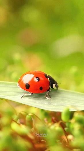 78 reactions | Life of a ladybug on green leaves #life #ladybug #green #leaf #nature #wildlife #foenem #bug HA30340 | HAWI Studios | Facebook
