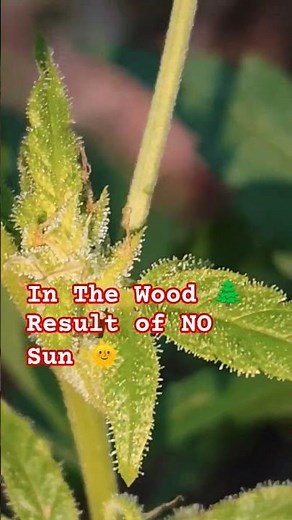 The Lost one, Guerilla Grow 🌲 Gorilla Glue #4 Autoflower Cannabis Strain 🌿 #shorts #youtubeshorts