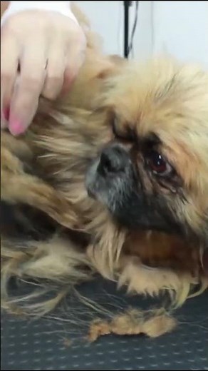 Transforming a Neglected Pekingese Step by Step ✂️🐾 #doggrooming #transformation