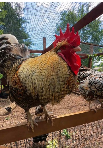 Close Call on the Farm: Chickens & Garden Adventures