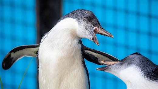Poly the Penguin chick recovers after life-saving eye surgery at Edinburgh Zoo