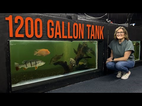 DIY Indoor Pond: See How We Built a 1200-Gallon Aquarium in Our Store!