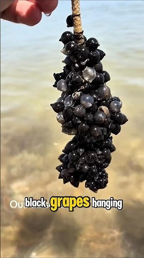 3 Animal Eggs That Look Straight Up Alien 👽 | Nature’s Weirdest Eggs