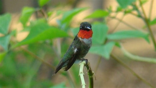 Best plants to attract hummingbirds fast this spring