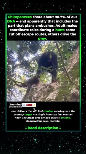CHIMPS DON'T JUST EAT FRUIT