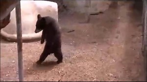 8.7K views · 166 reactions | Watch: This bear cub was caught on camera busting a move at Wet Mountain Wildlife Rehabilitation in Wetmore. Directors Tom and Cecelia Sanders are currently rehabbing 10 orphaned cubs for Colorado Parks and Wildlife. STORY:https://bit.ly/2JV2Wsz (video courtesy Wet Mountain Wildlife Rehabilitation Inc.) | KOAA 5 | Facebook