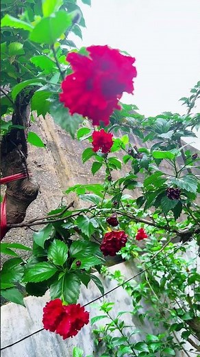 Beautiful Flowers Blooming in the Garden – Relaxing Nature Video