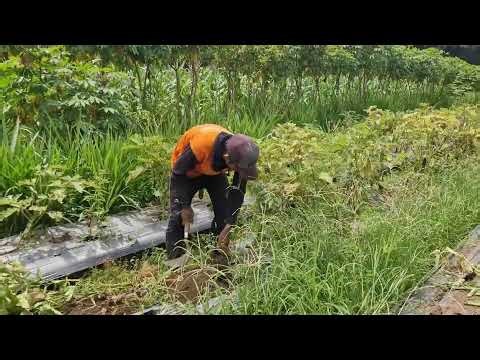 SMART FARMING: SIMPLE TOOLS FOR EGGPLANT PLANT MANAGEMENT!-agriculture farming