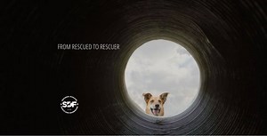 34K views · 1K reactions | See the transformation from shelter dog to Search Dog and learn how you can help save the lives of these amazing pups who will one day go on to save the lives of others. Be Part of the Search today. | National Disaster Search Dog Foundation | Facebook