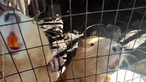 Nutria. Live nutria with large yellow teeth in cage. Waterfowl animal with white orange fur, teeth, ears, claws, tail, on four legs. Mammal rodent. Animal breeding. Agriculture. Agricultural industry