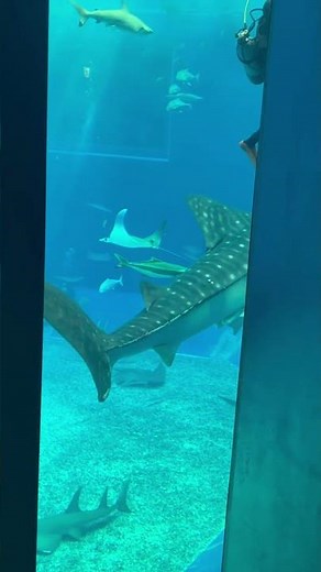 #okinawa #Churaumi Aquarium #whaleshark #Japan