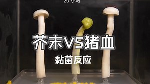 在蘑菇上面抹芥末和猪血，黏菌还吃吗？