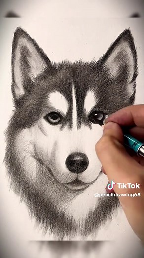 How To Draw A Wolf: Step-by-Step Pencil Tutorial