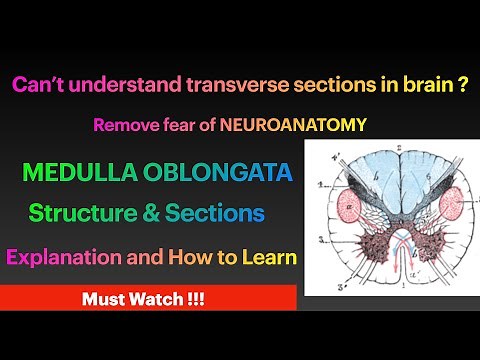 Neuroanatomy Medulla Oblongata - Structure and how to remember Transverse Sections Anatomy Video