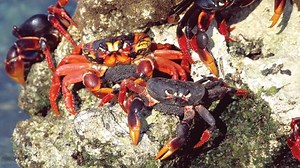 Cuba - Wild Island of the Caribbean