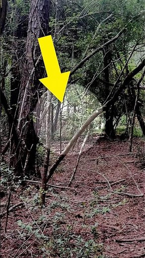 Hidden Note In Woods