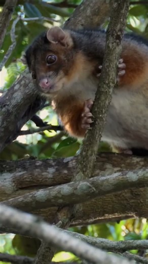 Just living Life ✨ #naturefilm #documentarychannel #animals