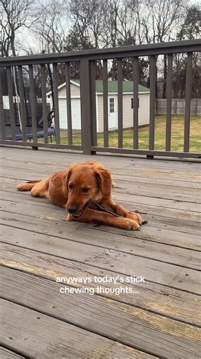 Just a Boy and His Golden Retriever Adventures