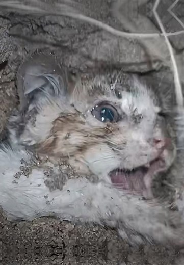 449K views · 2K reactions | The Stray Cat Had No Hope—Until a Struggling Dog Truly Saved Him  | Cute Kittens | Facebook