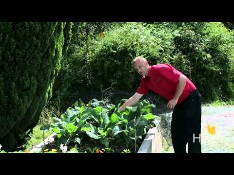 How To Keep Cabbage White Butterflies Off Your Brassicas