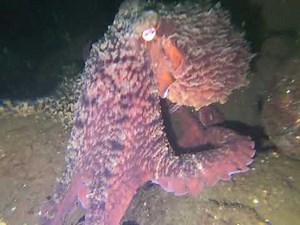 Giant Pacific Octopus and wolf eel attack