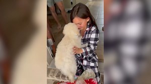Puppy hiding in box shocks little girl
