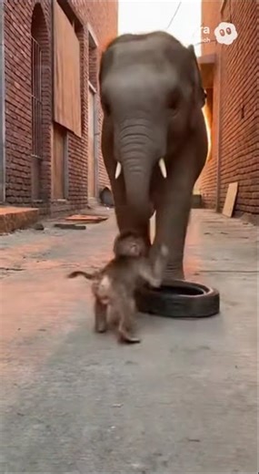 Monkey and Baby Elephant's Epic Playtime! 🐒❤️🐘