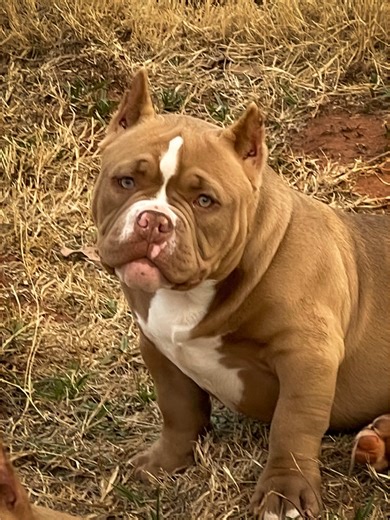 BloxBulls Cabal🫦 Built different. Just 3 months old and already crazy. Mr. Biggs × Baroness #bloxbulls #wecallhimtater #bloxbullscabal #thickbullsnotpitbulls #americanbully