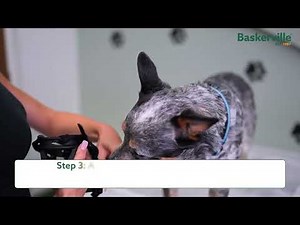 How To Measure And Fit The Baskerville Ultra Muzzle