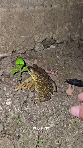 Funny frogs Catching |Wep wep catching frogsfunny |boing catch frogs make you laugh #shortsfeed