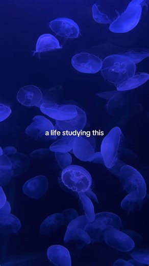 Ocean Conservation: The Importance of Marine Biology