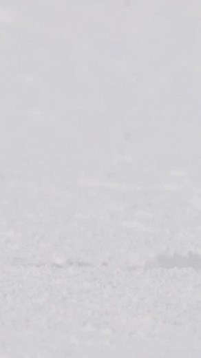 Meet the ermine 🤍 Found across North America and Eurasia, this sleek little predator is an ermine, also known as a stoat or short-tailed weasel. In winter, an ermine’s fur turns pure white—except for the black tip on its tail—to blend into the snowy landscape and stay hidden from predators and prey alike. In the warmer months, their fur changes back to brown, helping them disappear into forests and fields. Don’t let its small size fool you, the ermine is a fearless hunter. In order to stay agil