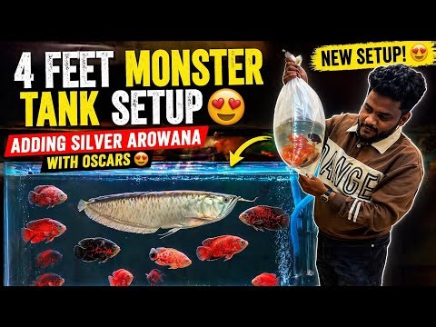 4 Feet Monster Oscars Tank Setup With Silver Arowana 😍Can Silver Arowana Fish live with Oscar Fishes