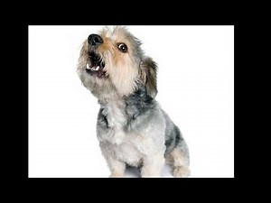 狗吠声丨Dog Bark Sound Effect