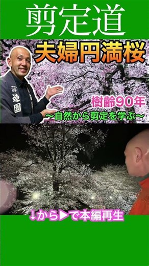 夫婦円満桜 樹齢９０年 桃源郷に桜開花の知らせ ライトアップ #剪定方法 #庭 #庭作業 #桜 #開花 #ライトアップ #山梨県 #笛吹市 #八代ふるさと公園