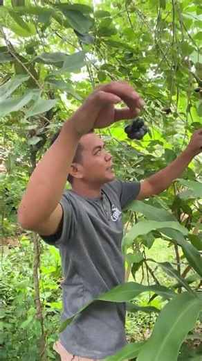 Javanese grapes #javavines