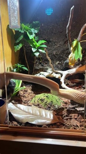 Slow Motion Rattlesnake Strike – Insanely Fast! 🐍⚡#snake #rattlesnake #snakevideo