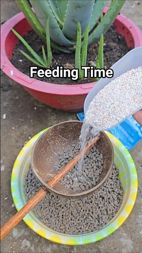 Feeding Aloe! Natural Fertilizer