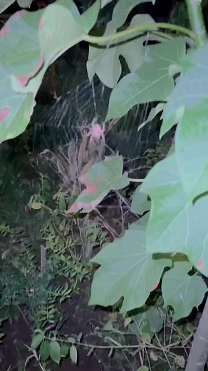 Intense Spider Fighting Showdown: Red Back Spider vs. Derby Spider